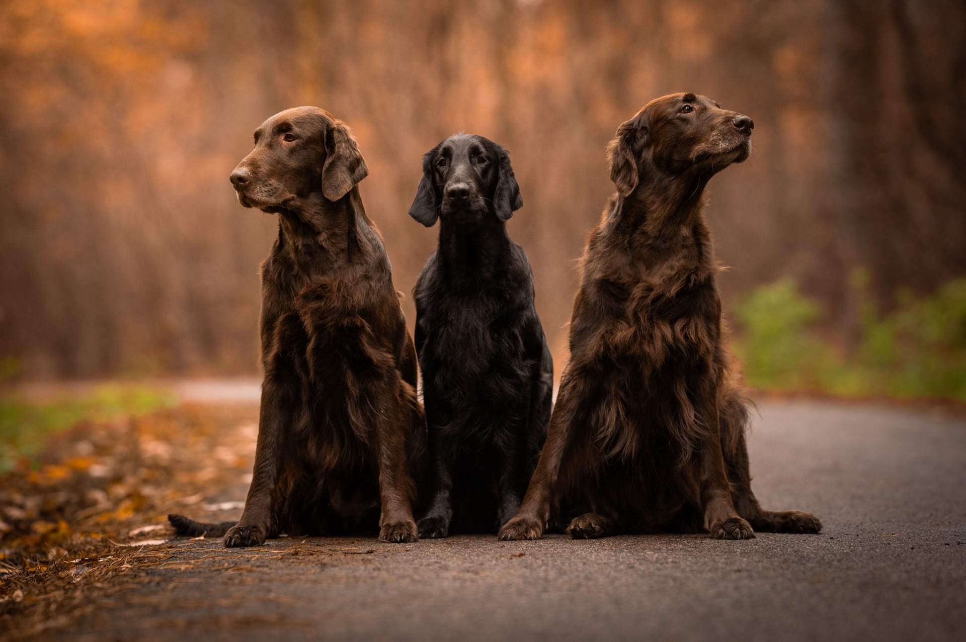 Táňa, Darlene, Berny 10/2025