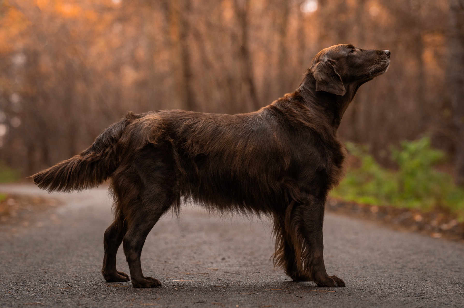 Bernadetta téměř 12 let