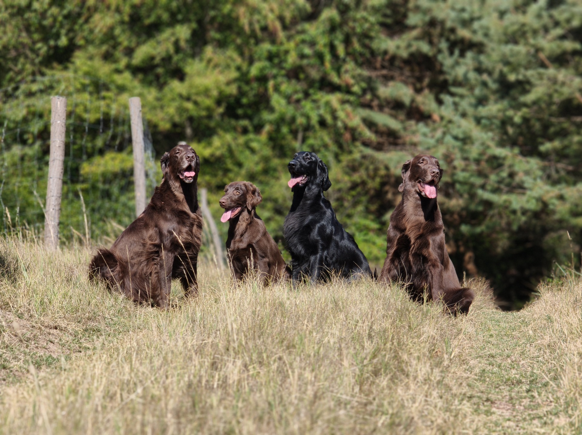 Berny, Fergy, Darlene, Táňa 8/2026